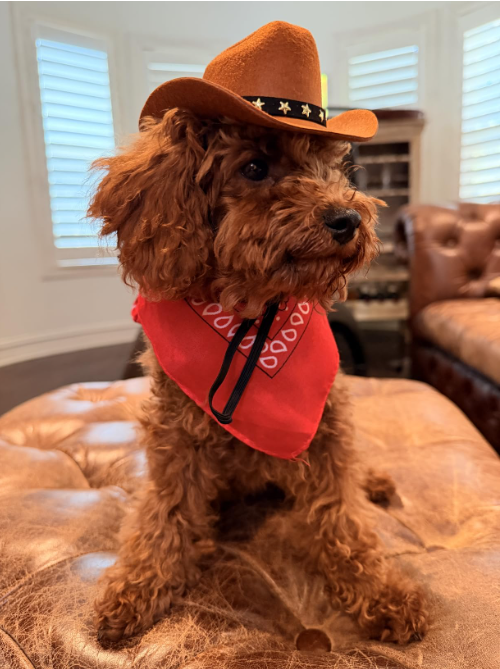 Cowboy Hat & Bandana Set for Cats - Yeehaw Halloween Pet Costume