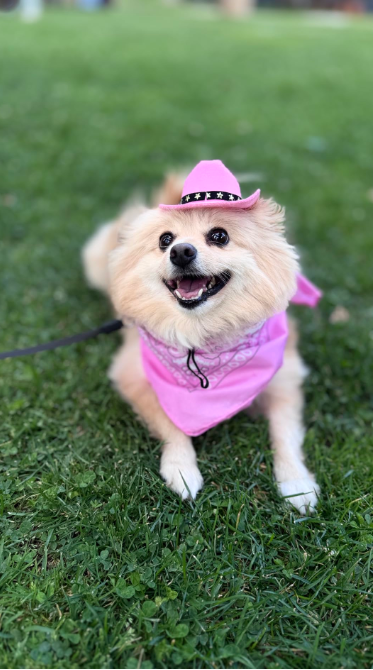Cowboy Hat & Bandana Set for Cats - Yeehaw Halloween Pet Costume