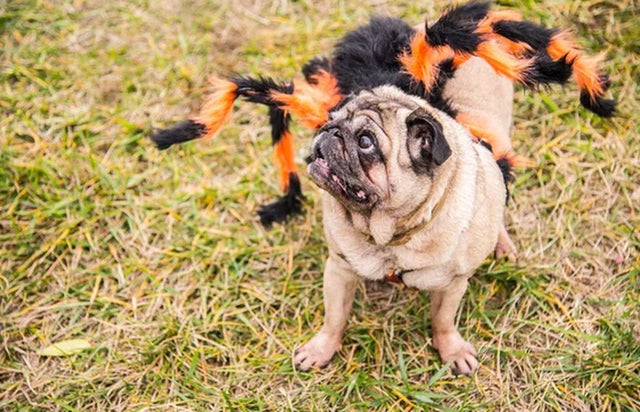 Dog & Cat Giant Spider Costume