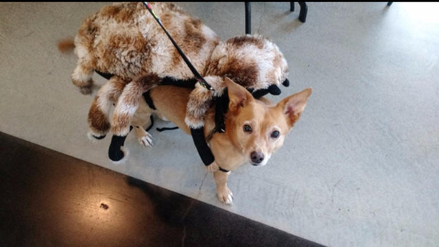 Dog & Cat Giant Spider Costume