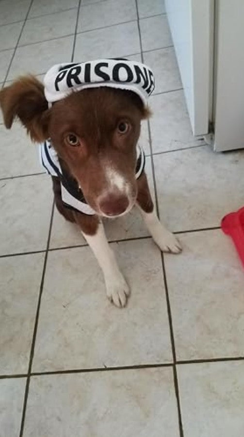 Jailbird Prisoner Costume for Dogs