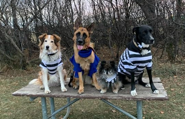 Jailbird Prisoner Costume for Dogs