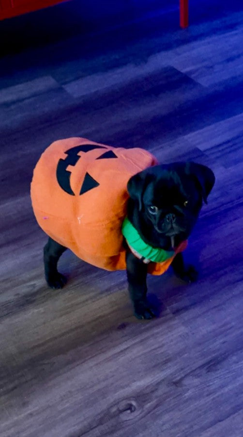 Dog & Cat Plush Pumpkin Costume