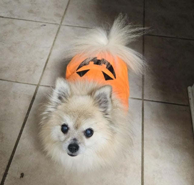 Dog & Cat Plush Pumpkin Costume