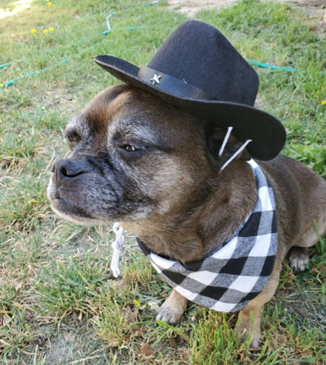 Cowboy Hat & Bandana Set for Cats