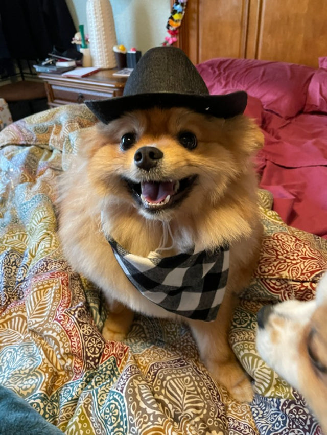Cowboy Hat & Bandana Set for Cats