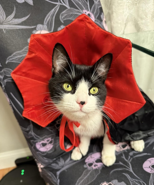 Dog & Cat Vampire Cape & Hat