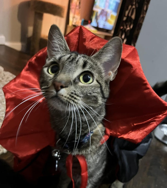 Dog & Cat Vampire Cape & Hat