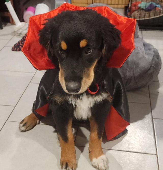 Dog & Cat Vampire Cape & Hat