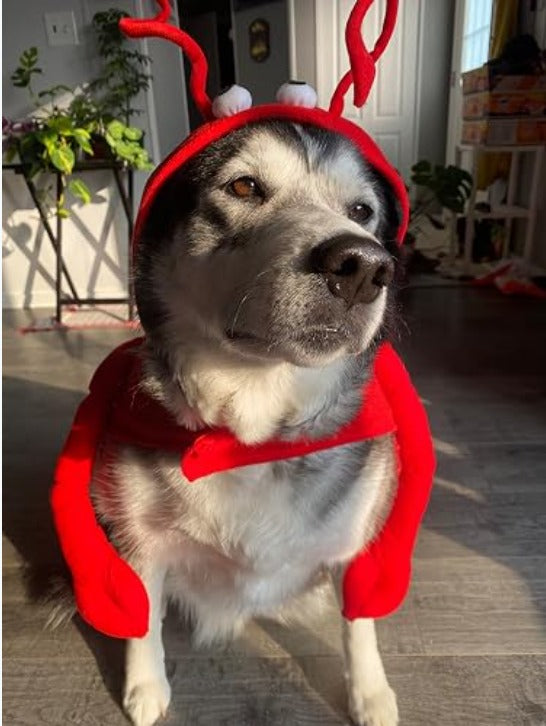 Dog Lobster Costume