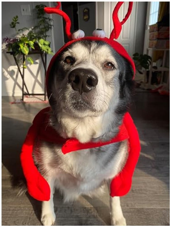 Dog Lobster Costume