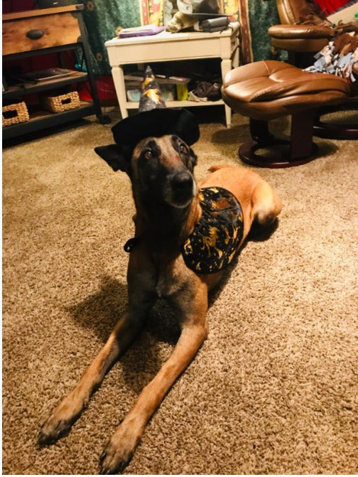 Dog Wizard Cloak & Hat